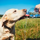7 Ways to Protect Your Pet From Summer Heat